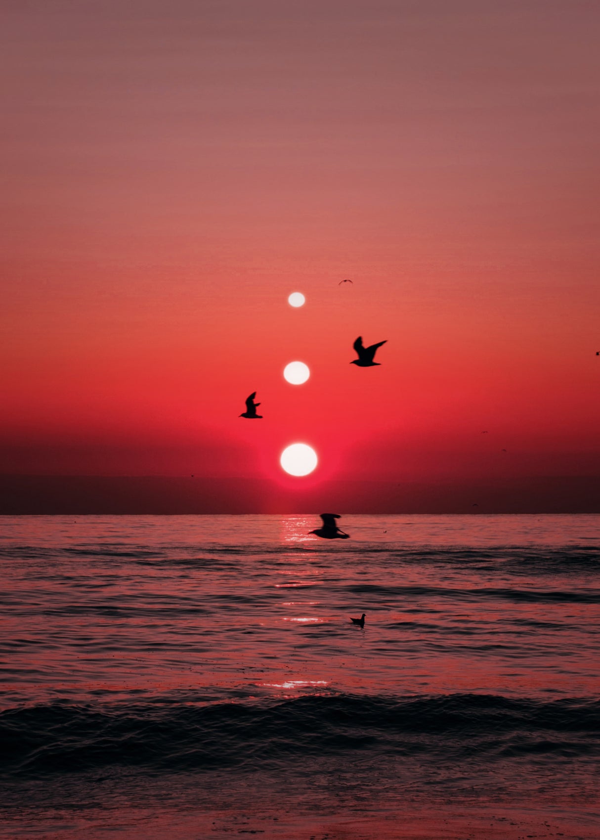 Three Sunset and Birds Poster och Canvastavla
