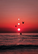 Three Sunset and Birds Poster och Canvastavla