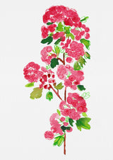 Crataegus laevigata 'Paul's Scarlet' botanical painting Poster och Canvastavla