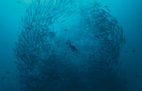 Fishschool Poster och Canvastavla