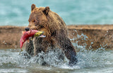 Fishing - Kamchatka, Russia Poster och Canvastavla