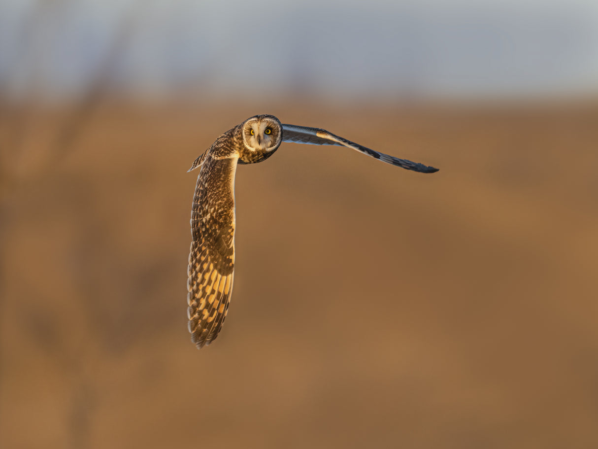 Short-eared owl in golden hour Poster och Canvastavla