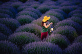 Lavender Poster och Canvastavla