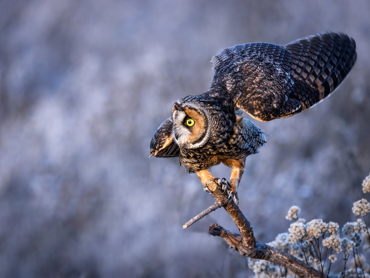 Long-eared owl Poster och Canvastavla