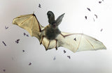 Bat Poster och Canvastavla