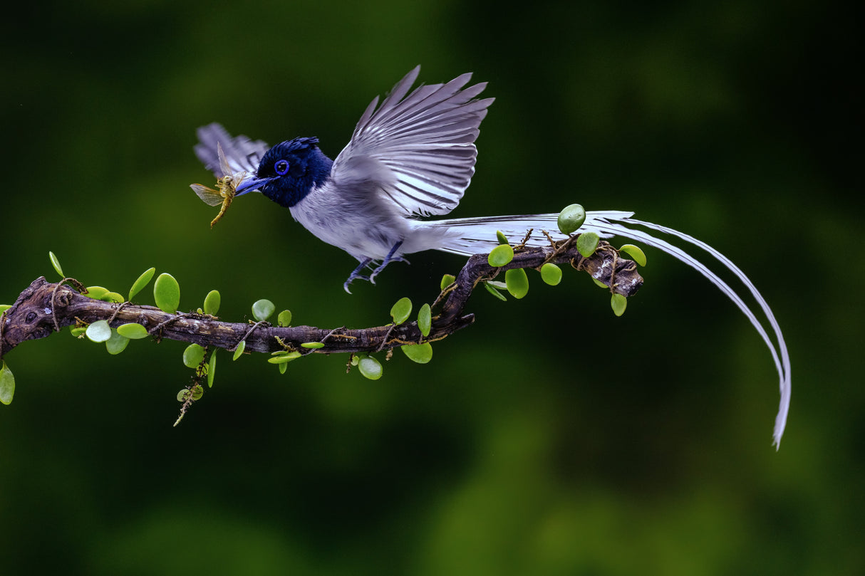 Flycatcher with his food Poster och Canvastavla