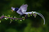 Flycatcher with his food Poster och Canvastavla