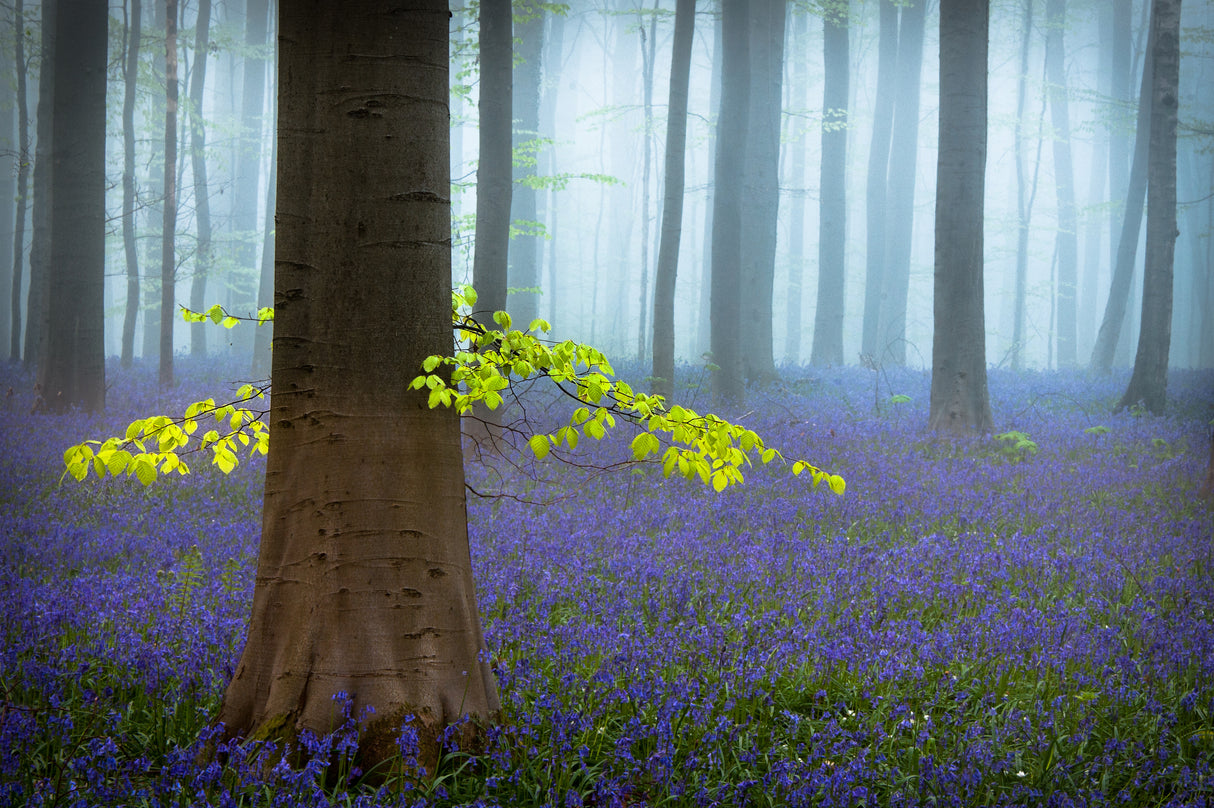 Spring........... Poster och Canvastavla
