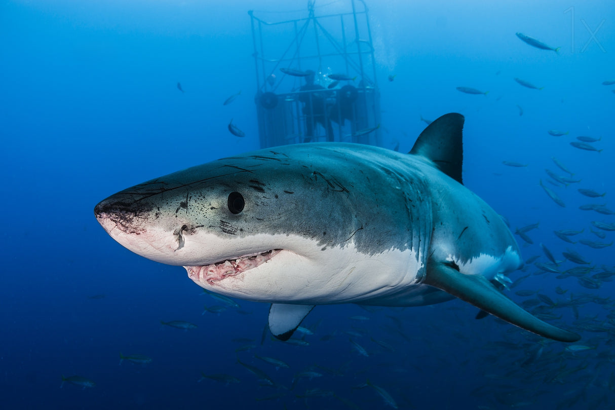 Great White Poster och Canvastavla
