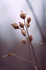 Nature Impressions No 2 Poster och Canvastavla