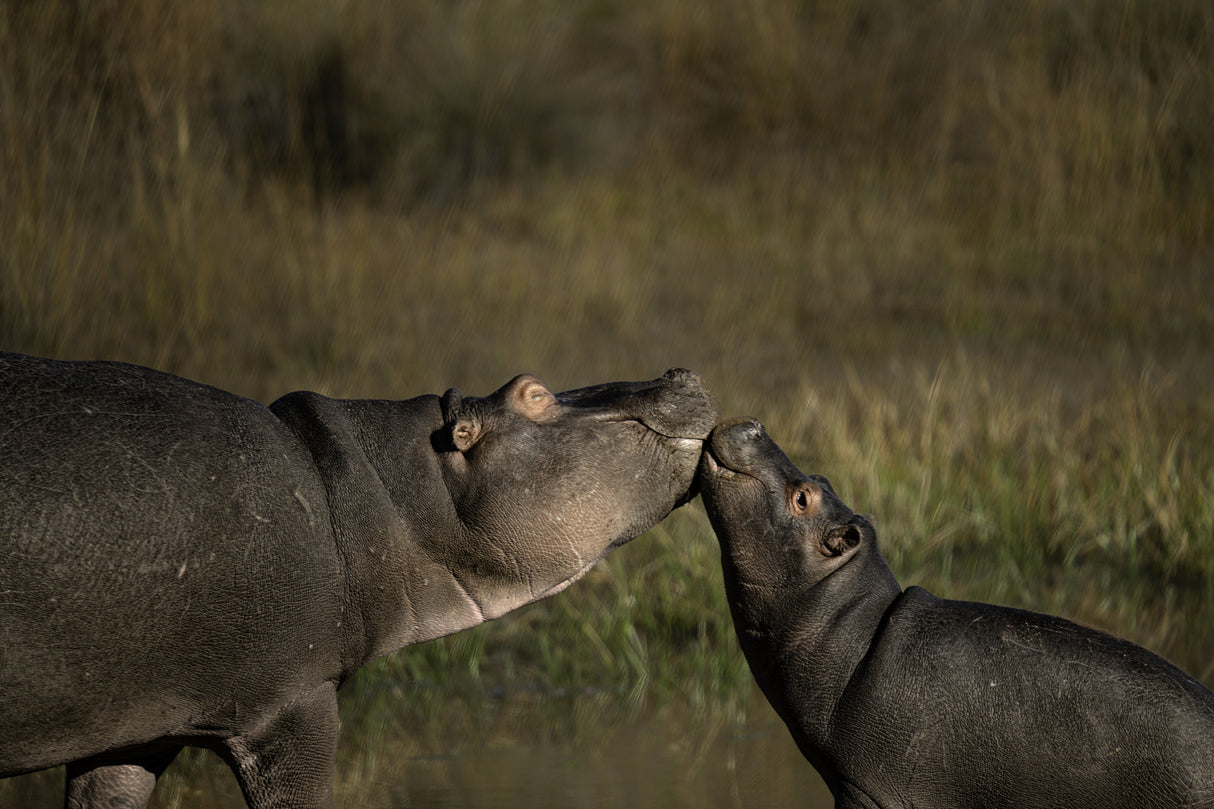 Playful Hippos Poster och Canvastavla
