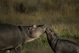 Playful Hippos Poster och Canvastavla