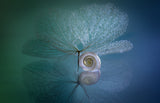 Snail Poster och Canvastavla