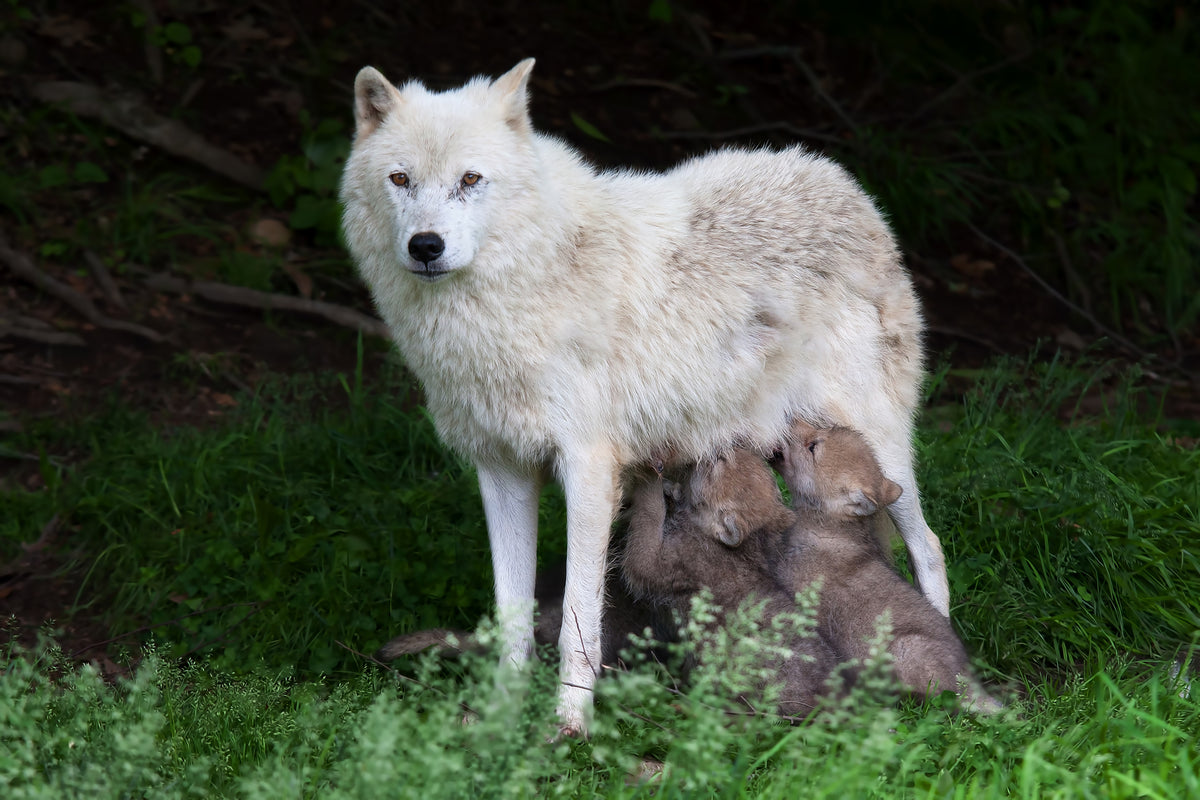 Arctic Wolves - Remus and Romulus Poster och Canvastavla