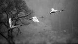 Swans Flying Poster och Canvastavla