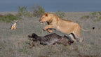 No one steal the meat from me! Poster och Canvastavla
