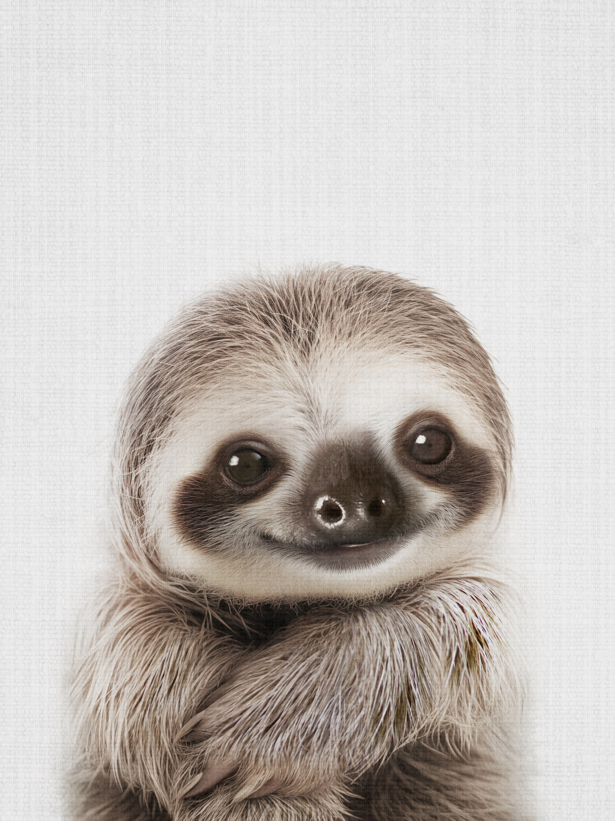 Peekaboo Baby Sloth Poster och Canvastavla