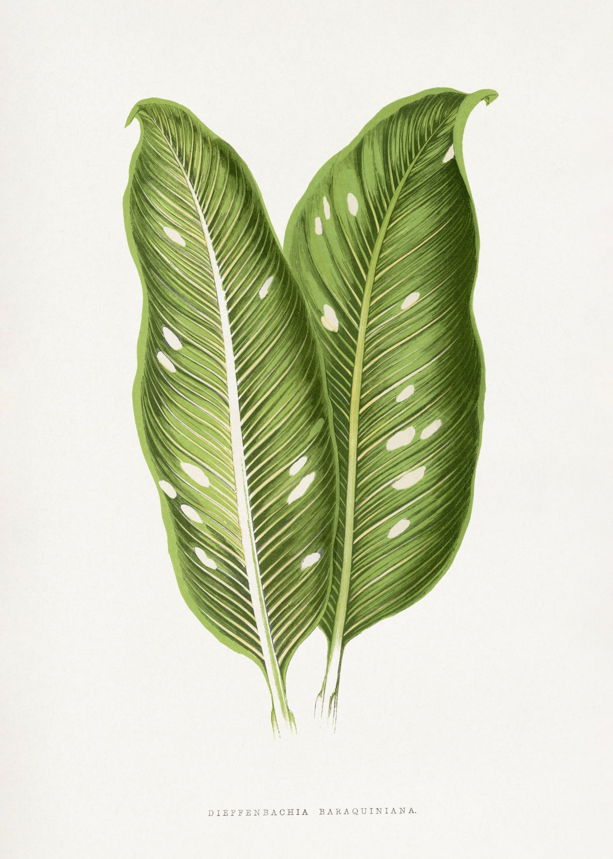 Green Dieffenbachia Baraquiniana Leaf Illustration Poster och Canvastavla