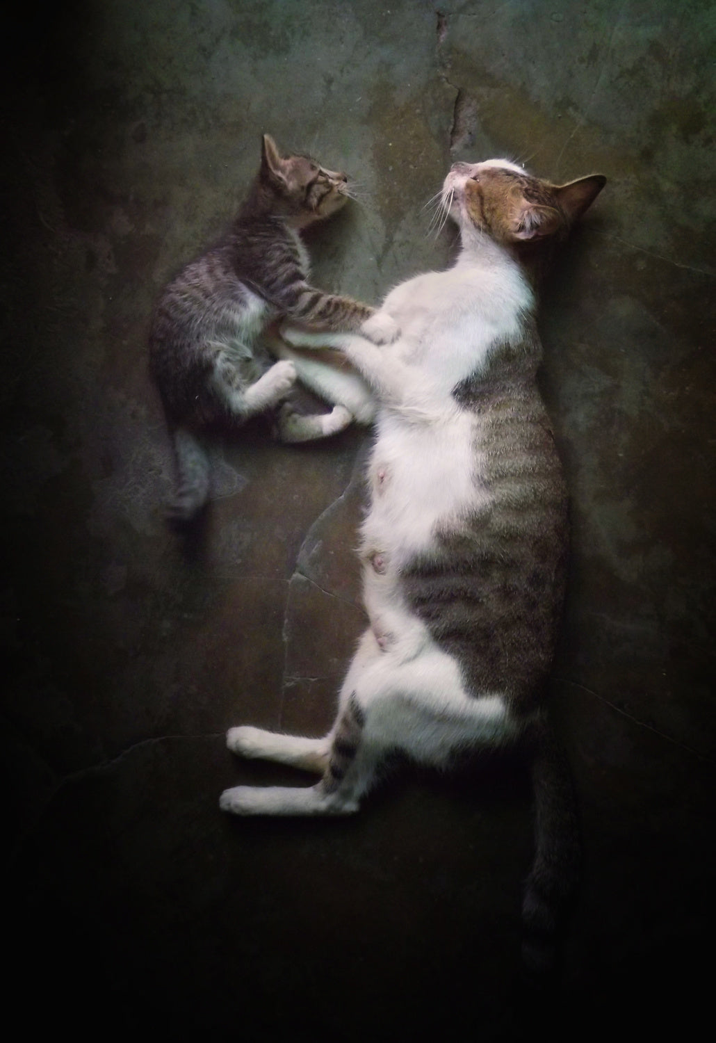My tiny one Poster och Canvastavla