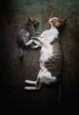 My tiny one Poster och Canvastavla