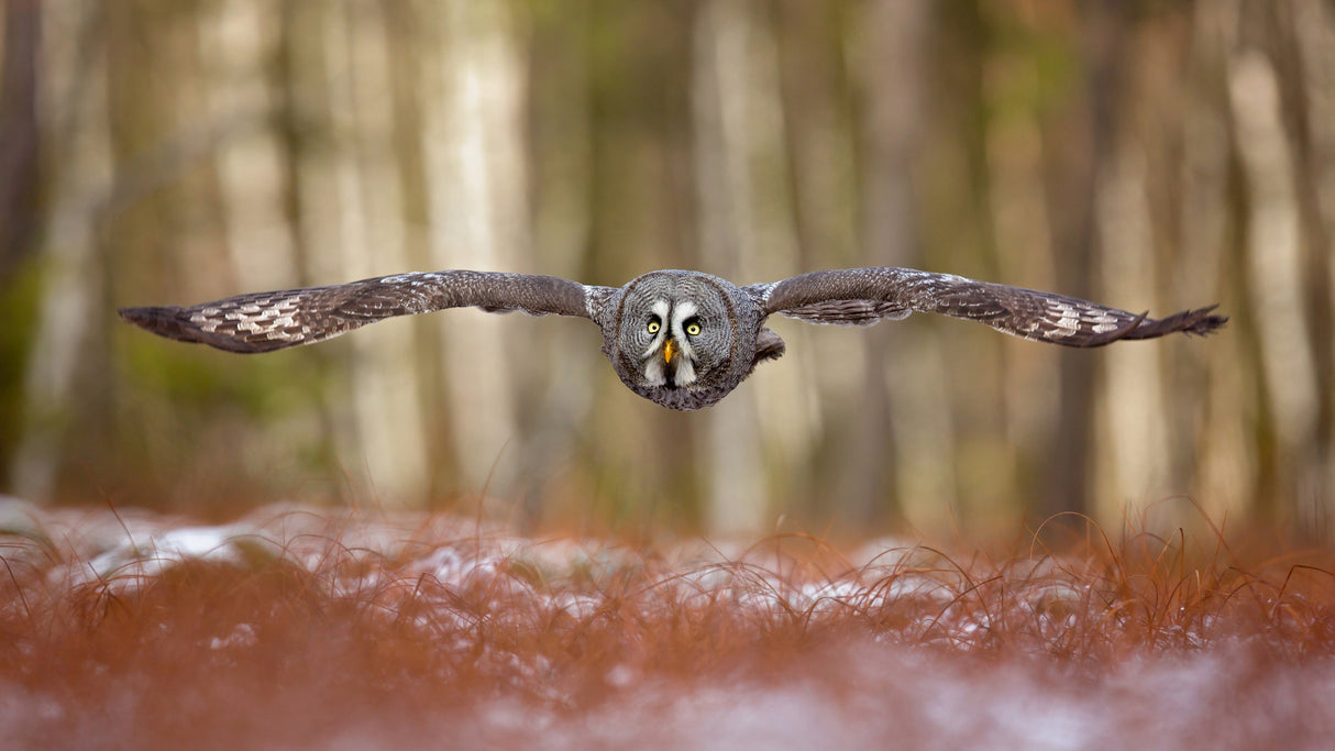 Great grey owl Poster och Canvastavla