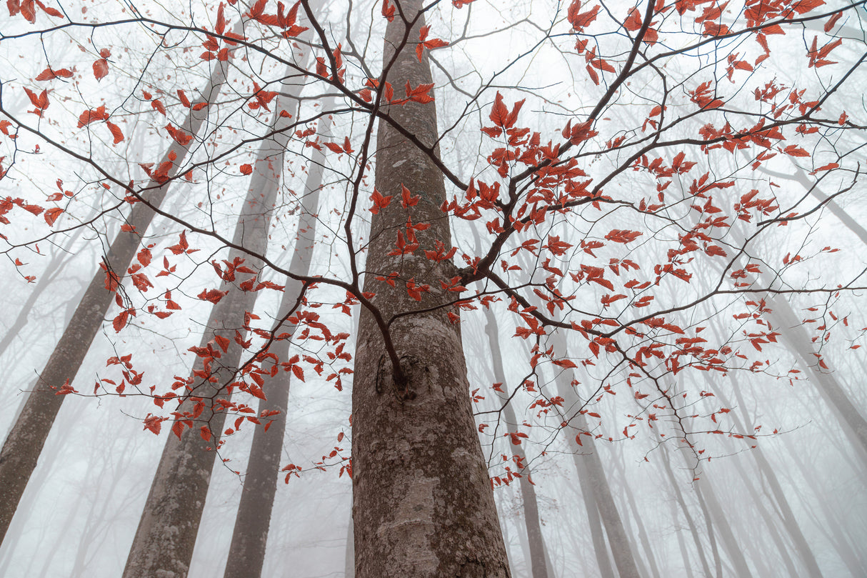 A forest detail Poster och Canvastavla