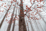 A forest detail Poster och Canvastavla