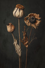 Dry Beauties Poster och Canvastavla