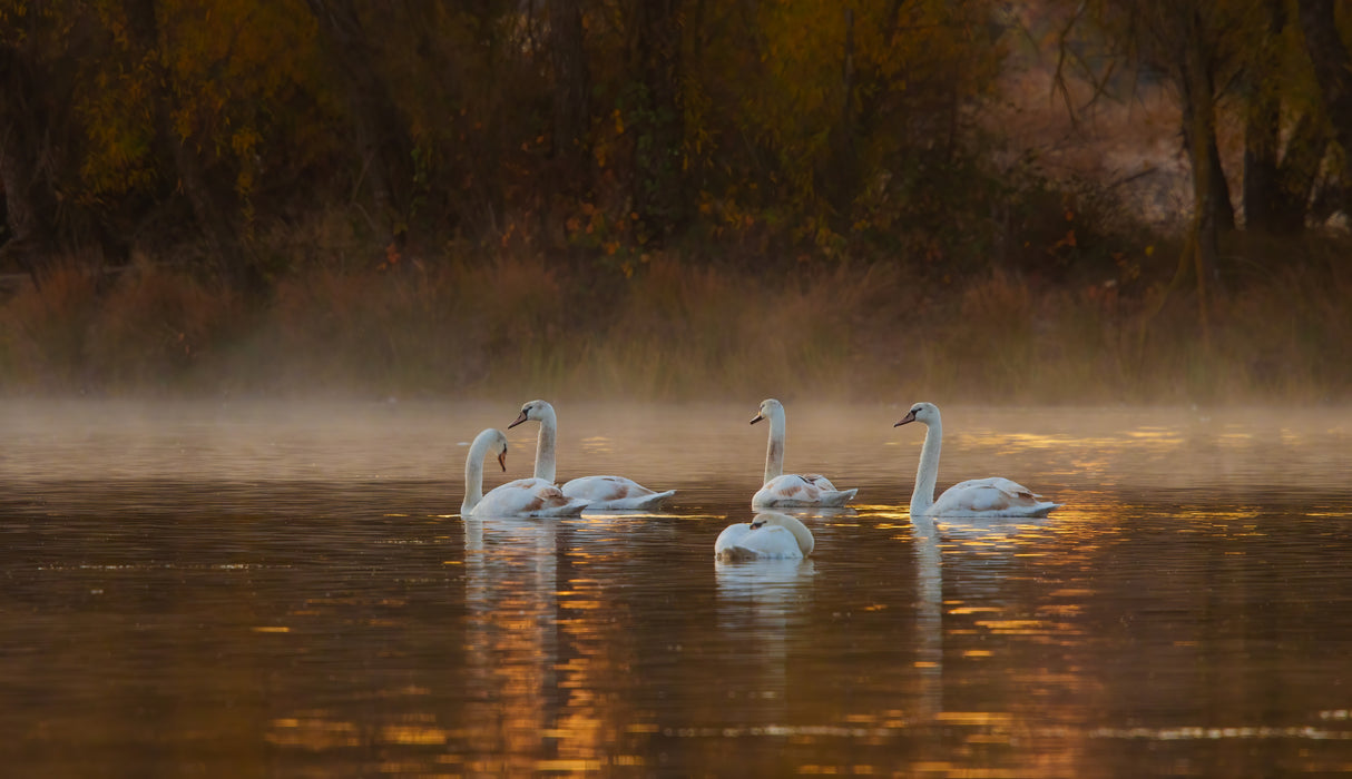 White Swan Lake Poster och Canvastavla