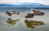 Pelicans flying Poster och Canvastavla