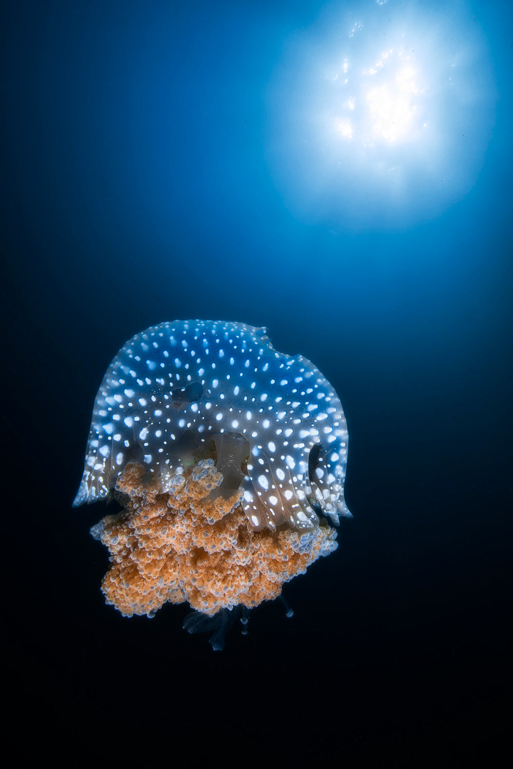 Jellyfish from Tachai pinnacle Poster och Canvastavla