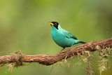 Honeycreeper Poster och Canvastavla