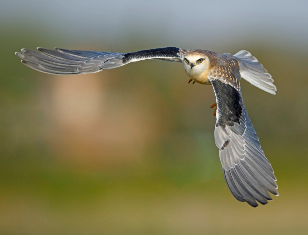 Black Shouldered Kite, Juvenile Poster och Canvastavla