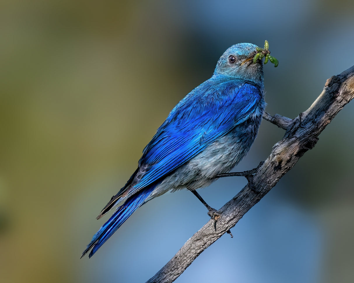Mountain bluebird Poster och Canvastavla
