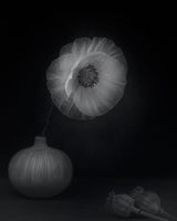 Poppies &amp; vase Poster och Canvastavla