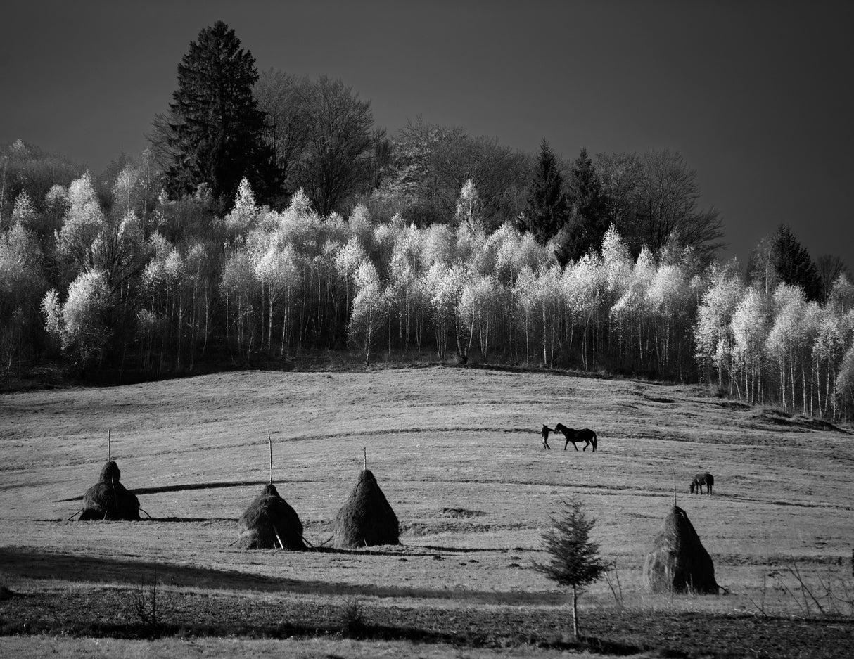 November fields Poster och Canvastavla