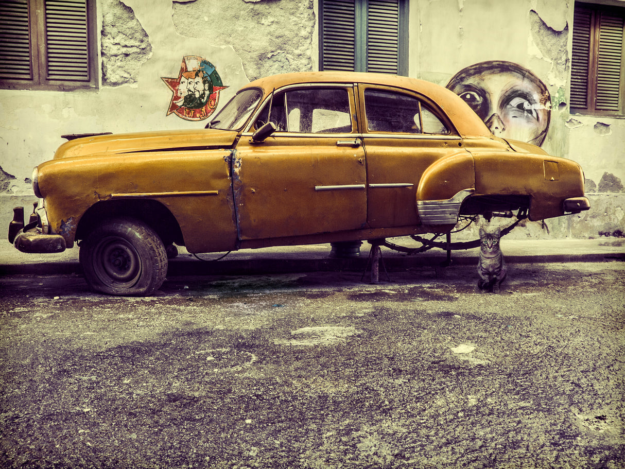 Old car/cat Poster och Canvastavla
