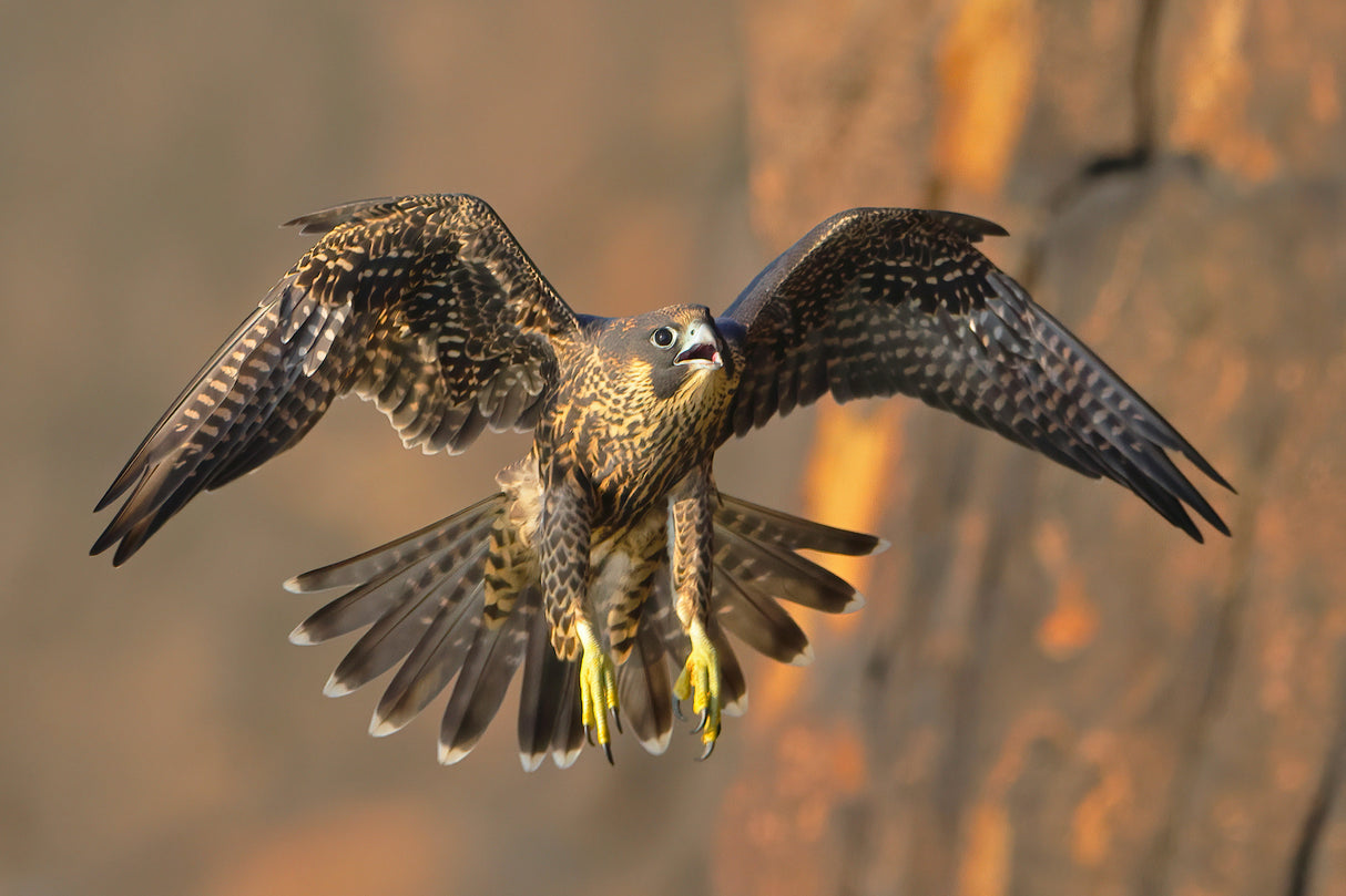 Peregrine Falcon Poster och Canvastavla