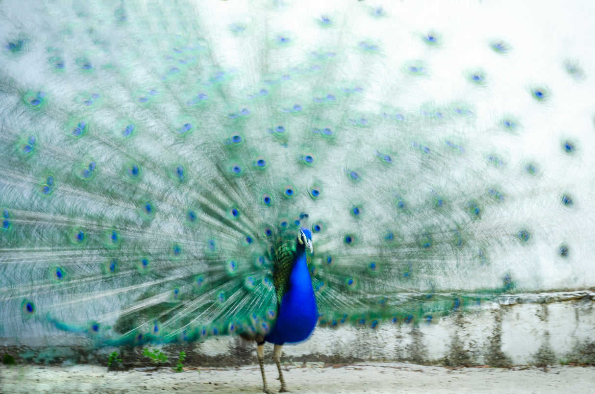 Peacock Poster och Canvastavla