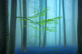 Blue forest.... Poster och Canvastavla