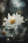 Subtle Beauty Poster och Canvastavla