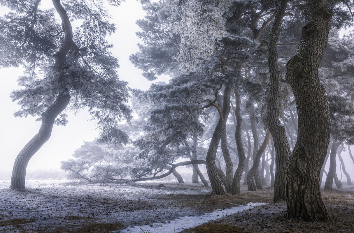 Hoarfrost on the tree Poster och Canvastavla
