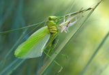 Birth of a green fairy... Poster och Canvastavla