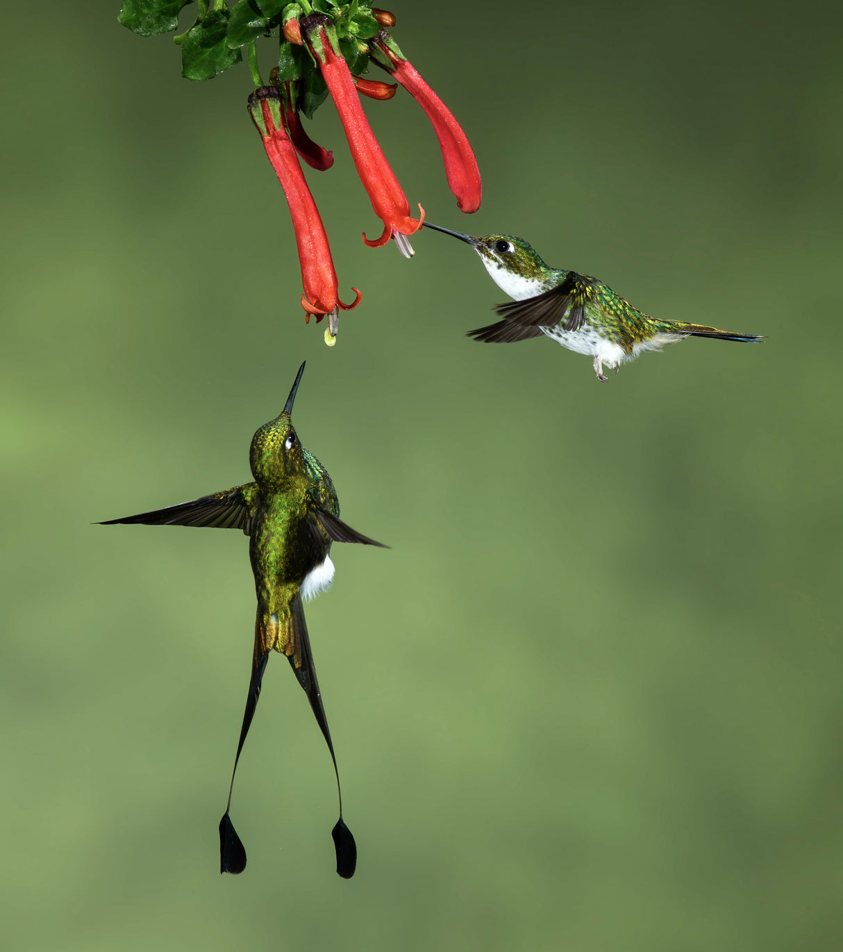 Booted Racket-tail Hummingbirds Poster och Canvastavla