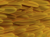 flower petals Poster och Canvastavla