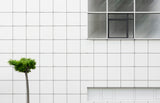 Little tree Poster och Canvastavla