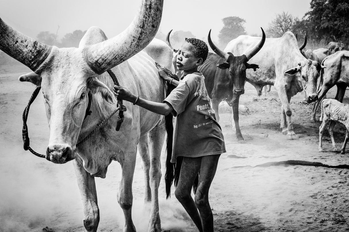 Mundari cattle camp - South Sudan Poster och Canvastavla