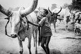Mundari cattle camp - South Sudan Poster och Canvastavla
