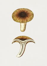 Vintage Chanterelles Edible Mushroom Poster och Canvastavla
