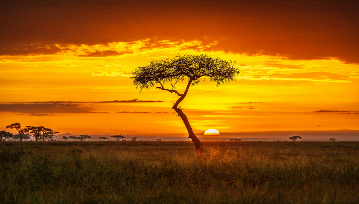 Primordial Africa Poster och Canvastavla